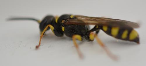 Mellinus arvensis